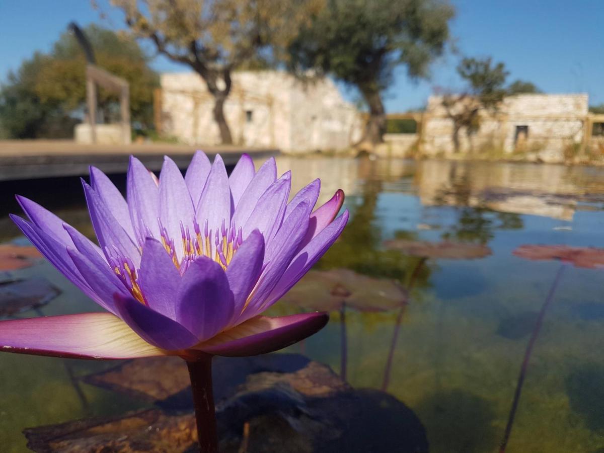 Il Fiore Della Vita Trulli Country House Κονβερσάνο Εξωτερικό φωτογραφία