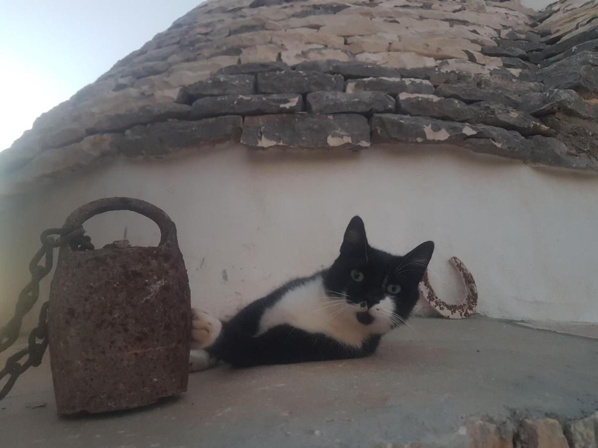 Il Fiore Della Vita Trulli Country House Κονβερσάνο Εξωτερικό φωτογραφία
